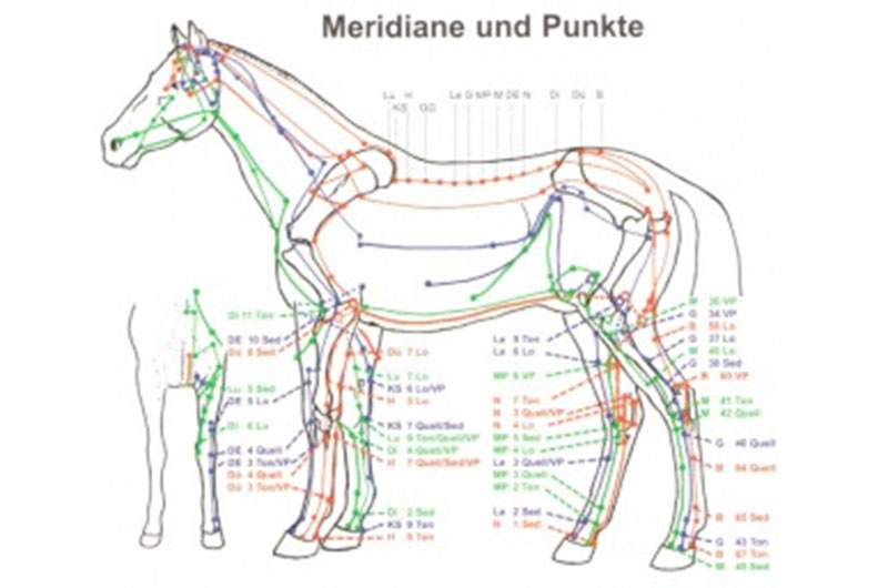Kerngesundes Tier